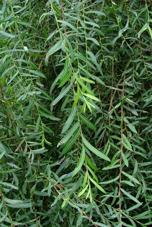 Salix purpurea 'Pendula'