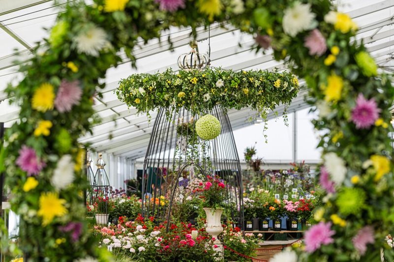 View through the Chrysanthemums Direct display in the Floral Marquee View through the Chrysanthemums Direct display in the Floral Marquee