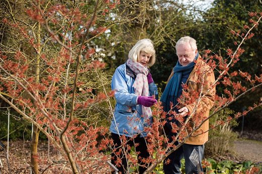Garden visitors admire Wisley's witch hazels