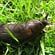 Slugs and snails