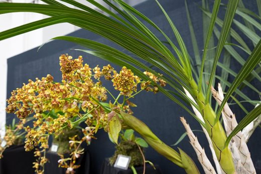 Cyrtopodium palmifrons
