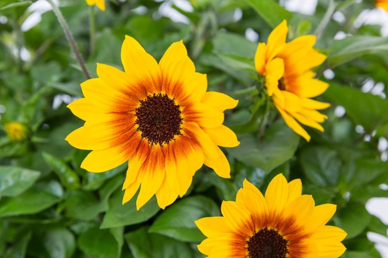 Helianthus annuus SUNBELIEVABLE BROWN EYED GIRL (‘Sunbeliv01’) Helianthus annuus SUNBELIEVABLE BROWN EYED GIRL (‘Sunbeliv01’)