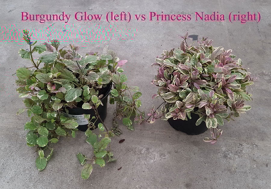Ajuga 'Burgundy Glow' and Princess Nadia (Piotrek01)