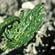 Flea beetle