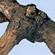 Raspberry cane blight