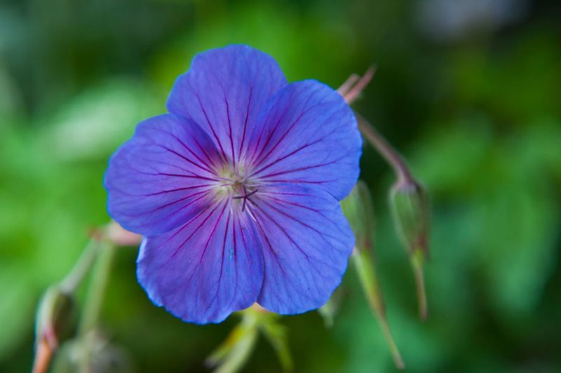 Geranium 'Orion' Geranium 'Orion'