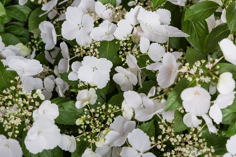 Hydrangea RUNAWAY BRIDE SNOW WHITE ('USHYD0405') Hydrangea RUNAWAY BRIDE SNOW WHITE ('USHYD0405')