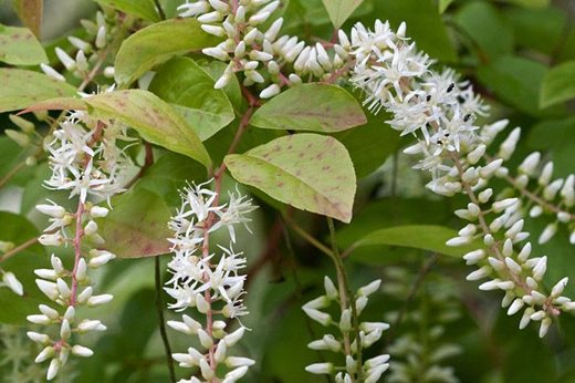 Itea 'Henrys Garnet'