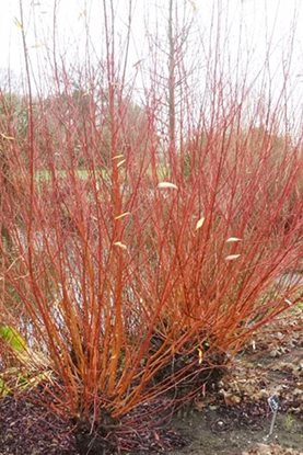 Salix alba var. vitellina ‘Britzensis’ Salix alba var. vitellina ‘Britzensis’