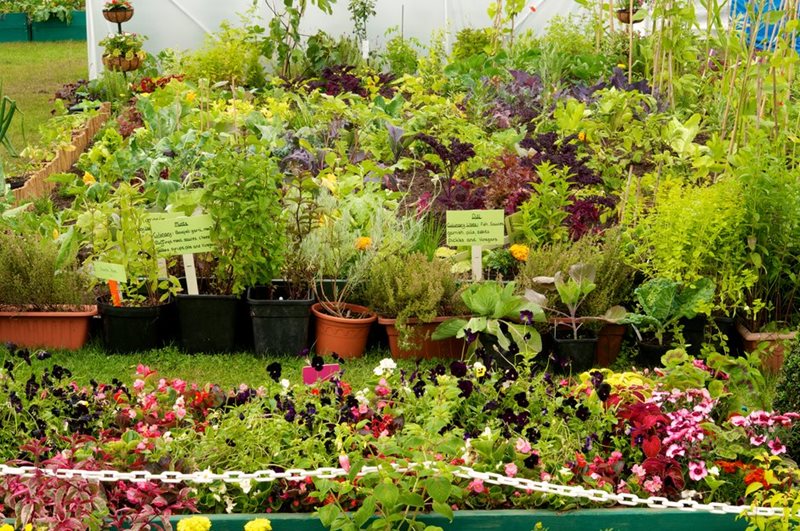 A collection of plants in an allotment-style display