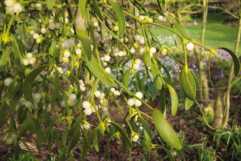 Mistletoe growing in a garden