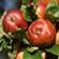 Apple sawfly