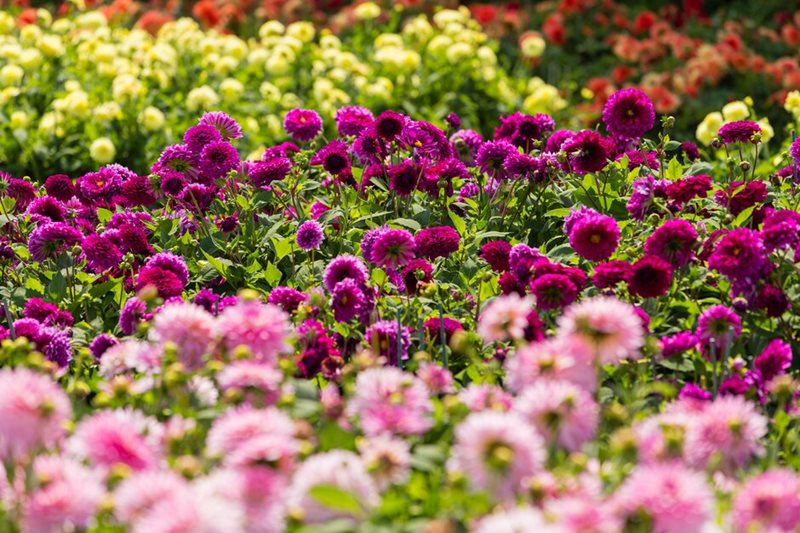Mass planting of dahlias Mass planting of dahlias