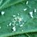 Whitefly