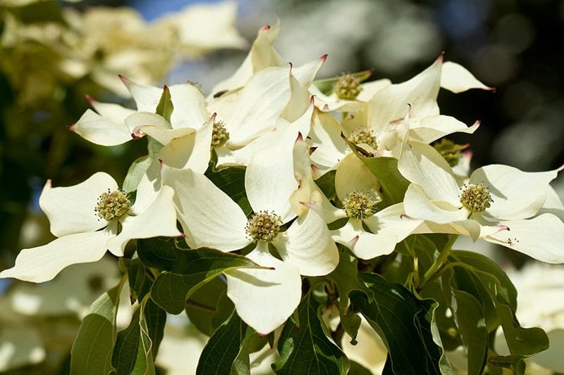 Cornus kousa 'John Slocock'