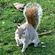 Squirrels