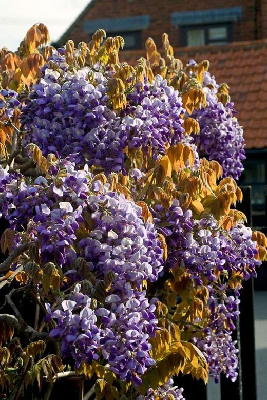 Wisteria brachybotrys 'Murasaki-kapitan'
