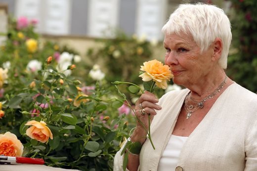 Dame Judy Dench enjoys roses at the RHS Chelsea Flower Show Dame Judy Dench enjoys roses at the RHS Chelsea Flower Show