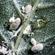 Mealybug