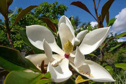 RHS Plant Selector - opens in a new window Magnolia Kay Parris