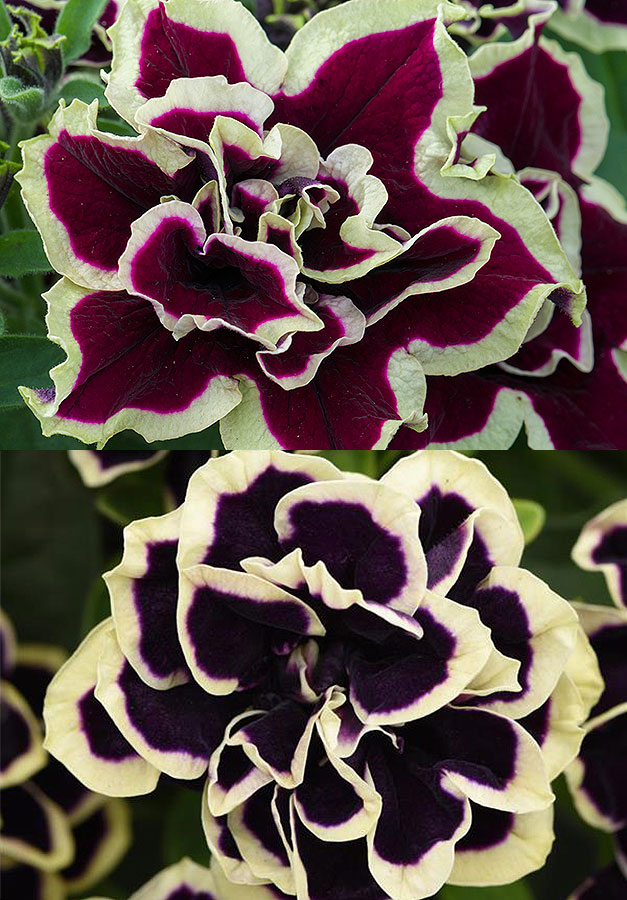Petunia Mystical Midnight Gold (top) and Tumbelina Superstar Petunia Mystical Midnight Gold (top) and Tumbelina Superstar