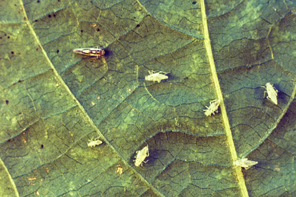 Leafhoppers