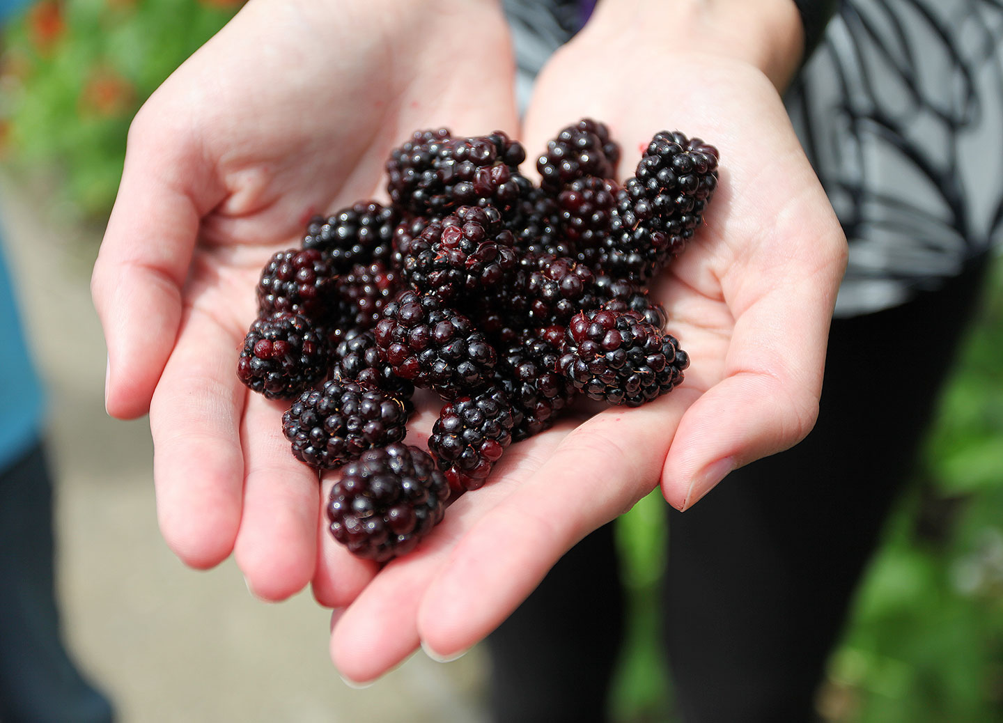 Harvesting